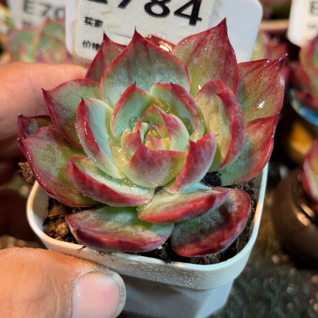惊鸿一瞥的784号多肉