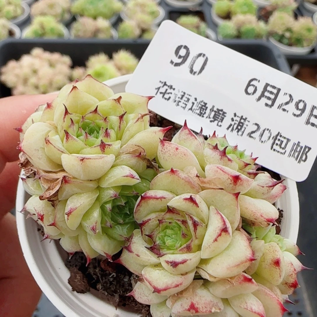 花语逸镜0629-90散麦秆