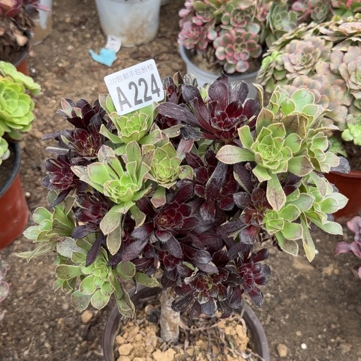 水墨丹青……多肉植物……