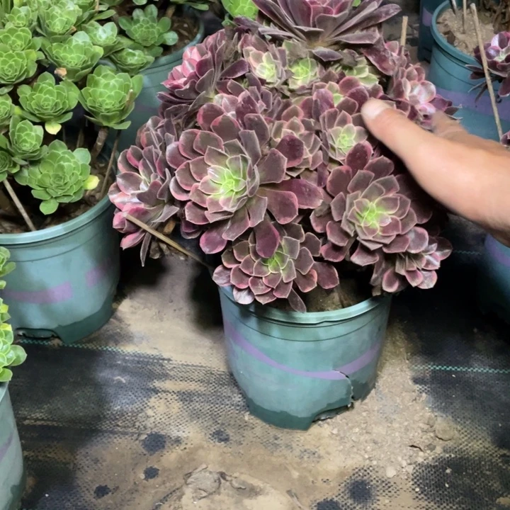 50金丝雀多肉多肉植物