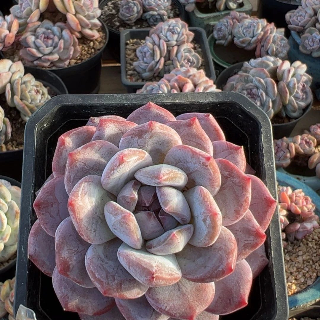 单头紫心包脸哈哈哈