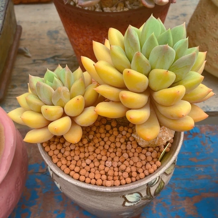 ஐ***ஐ一物一拍红象牙福利