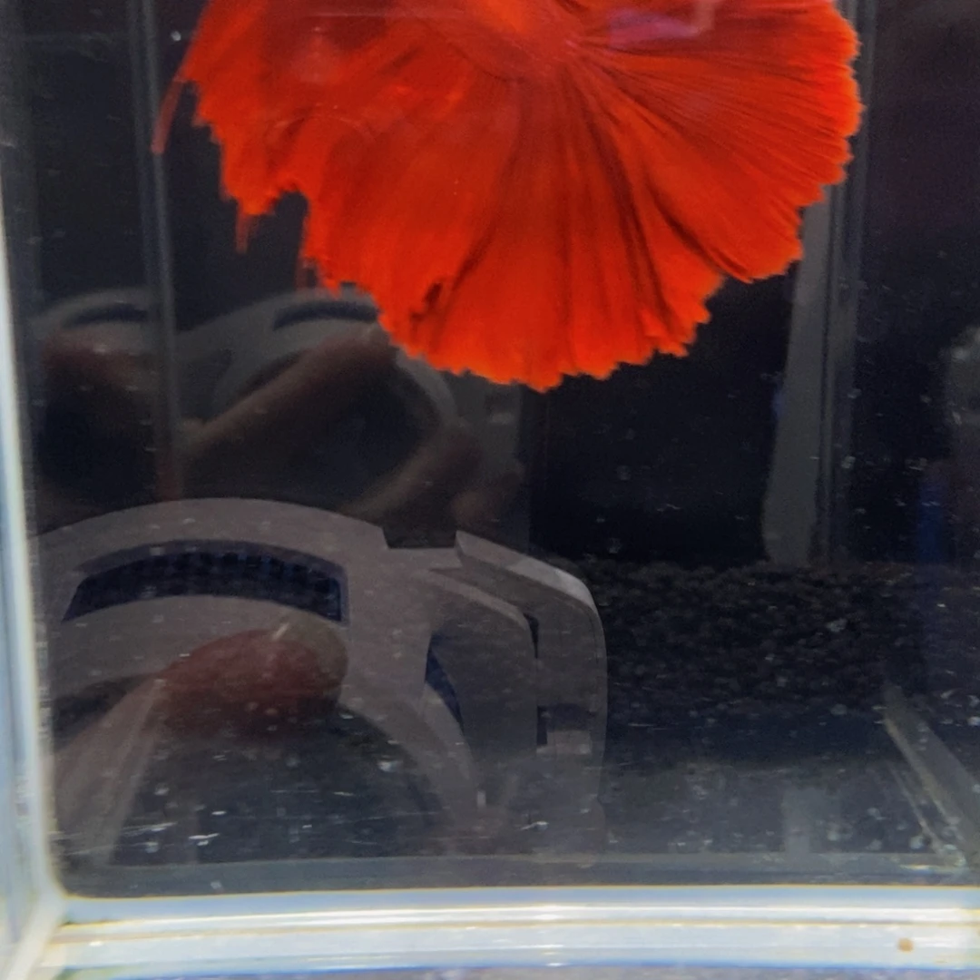 斗鱼371巨斗11111