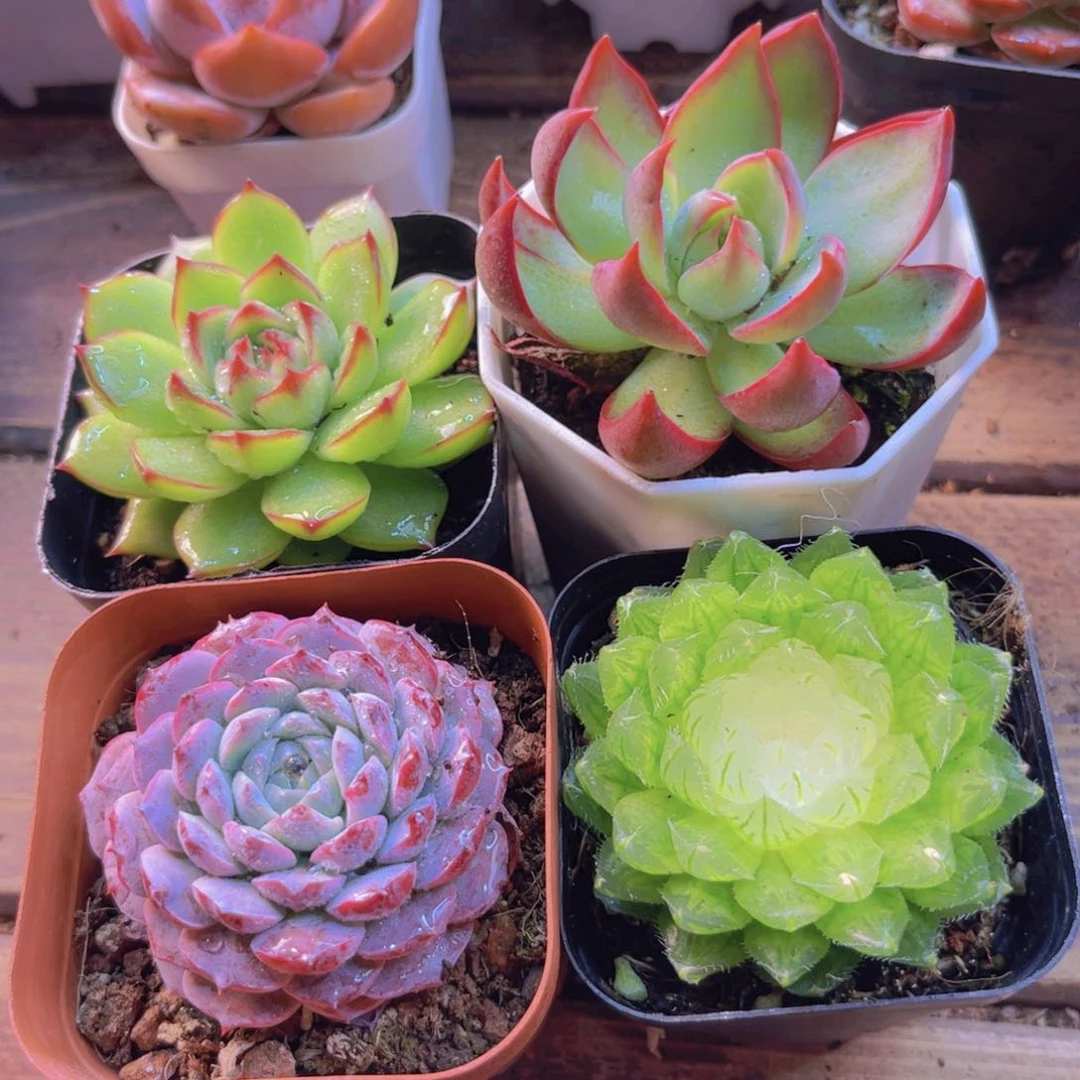 宝莲灯 月亮石 惊鸿 恩宠