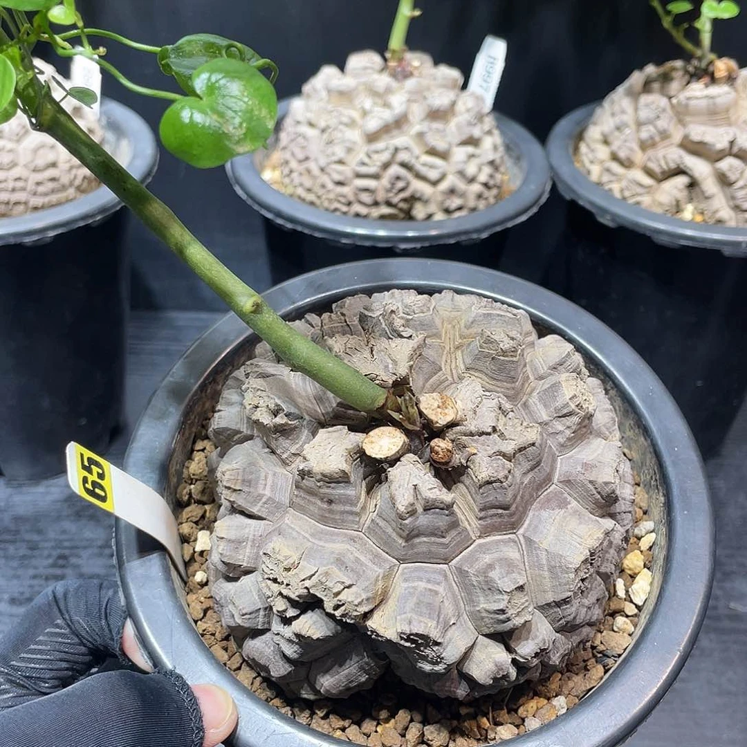 65号龟甲龙不退不换