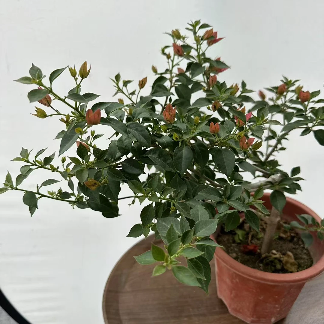 【千叶家】布理扎勤花三角梅四季开花