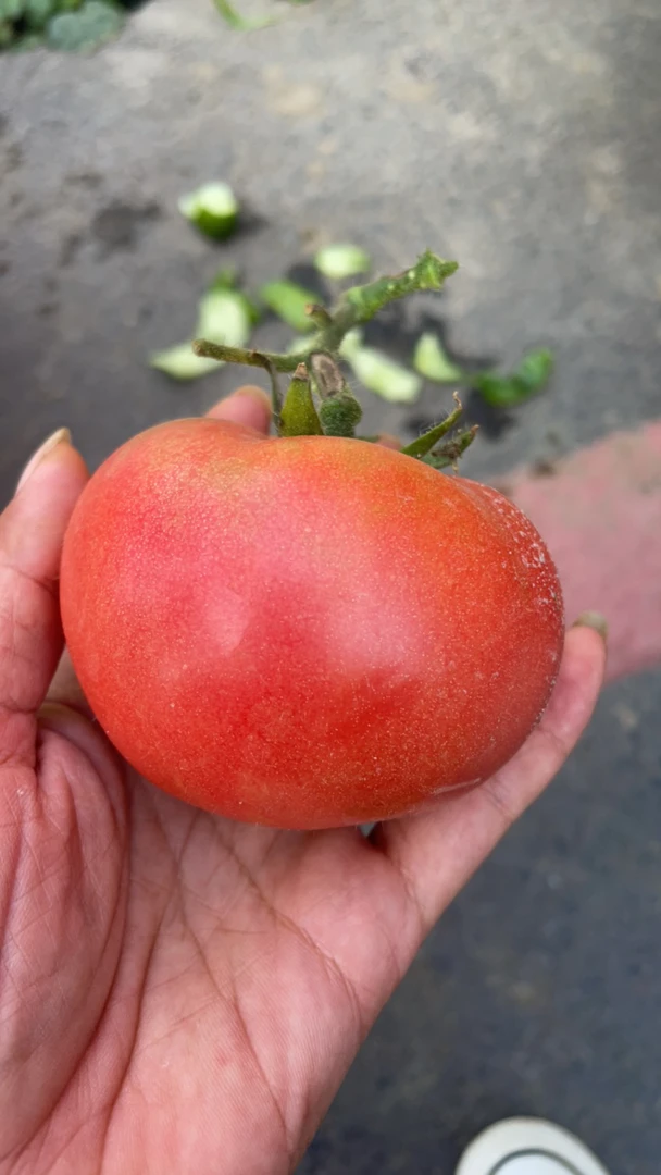 番茄 农村山货土货 四川 西红柿 番茄