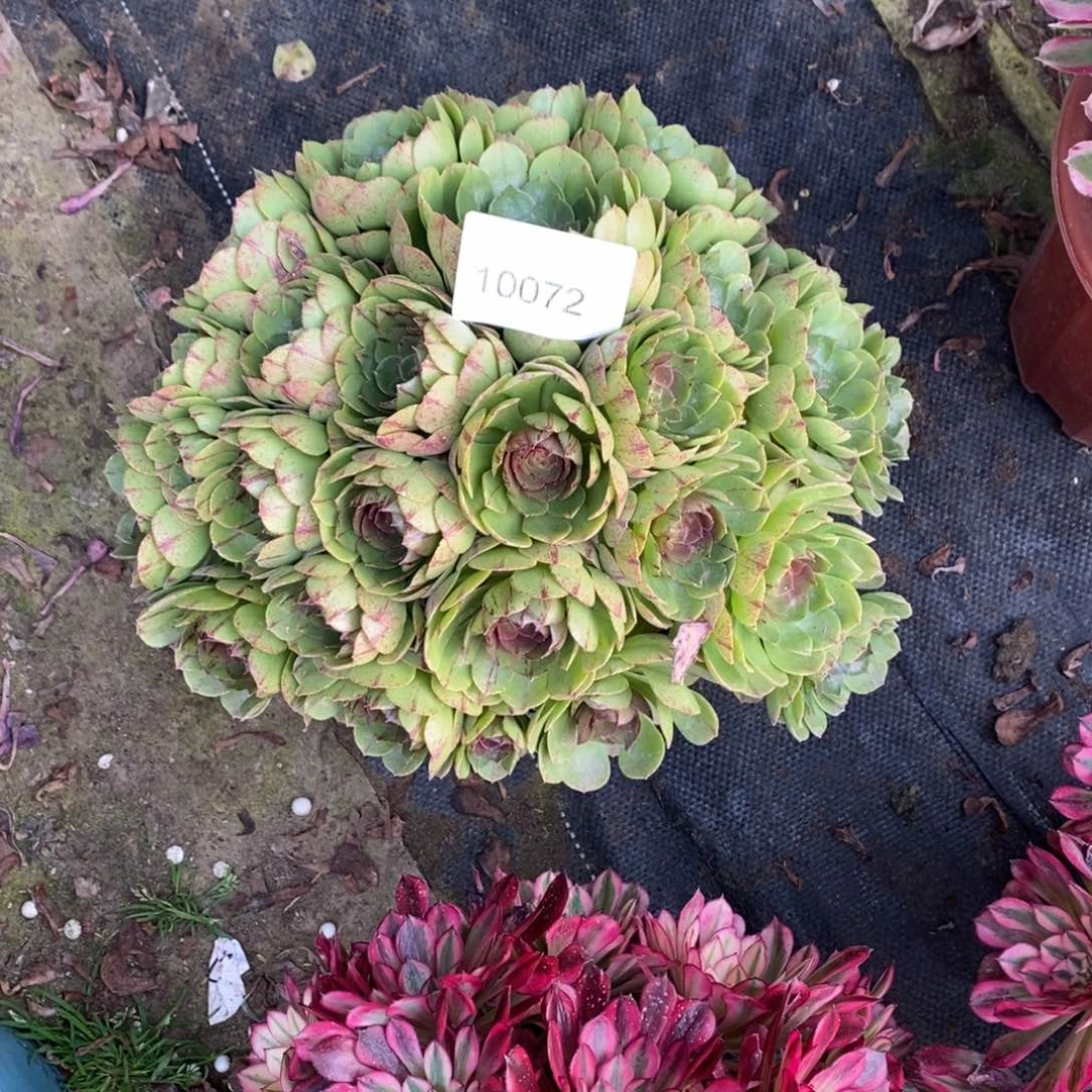 万拉丝多肉10072号多肉