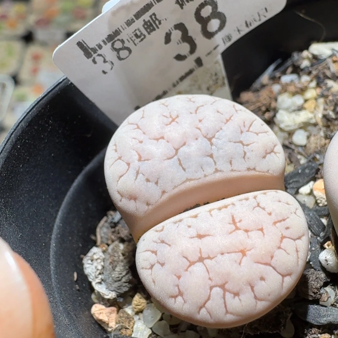 Sss精品清仓价38卡2.3