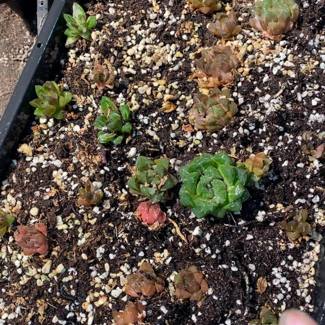 125 一颗实生苏皇玉露 新年整点福利