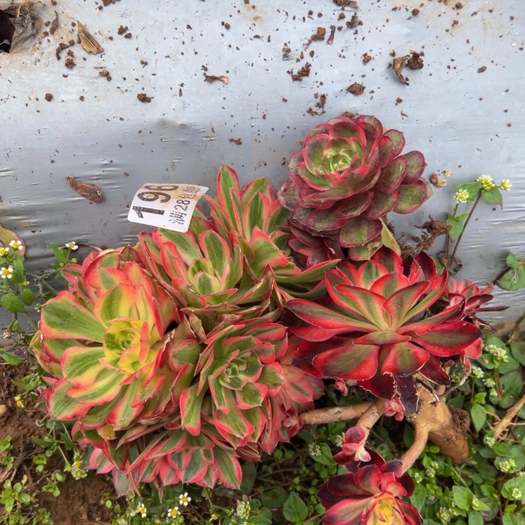 多肉植物196三颗无任何售后