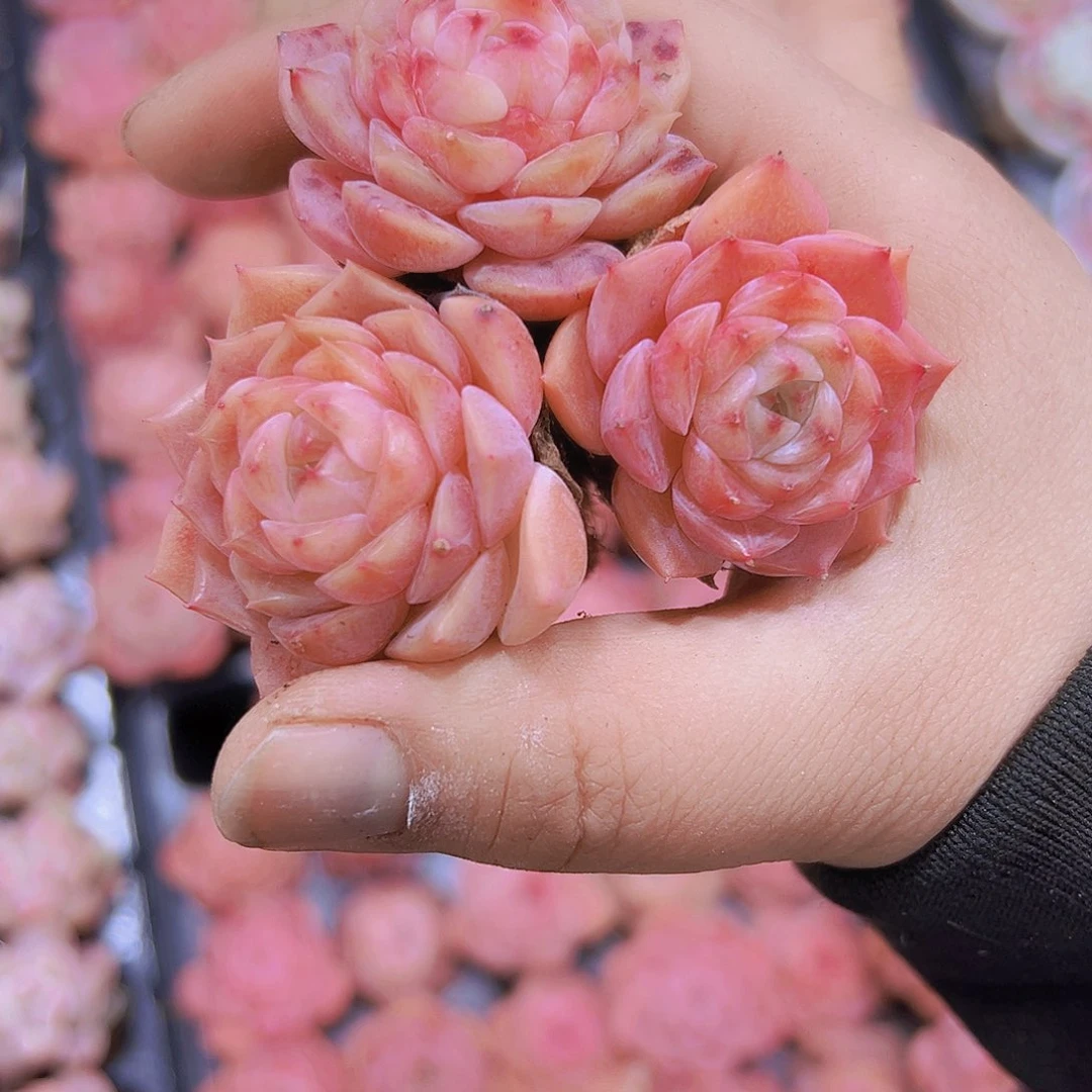 慕斯3个19包邮多肉