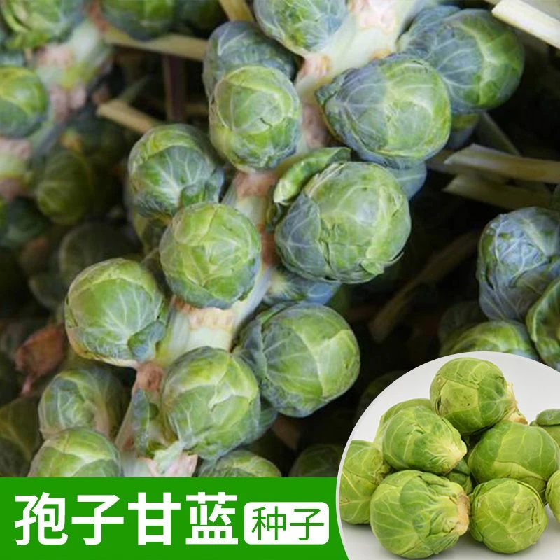孢子甘蓝种子包菜卷心菜抱子羽衣甘蓝庭院阳台盆栽蔬菜种子四季种