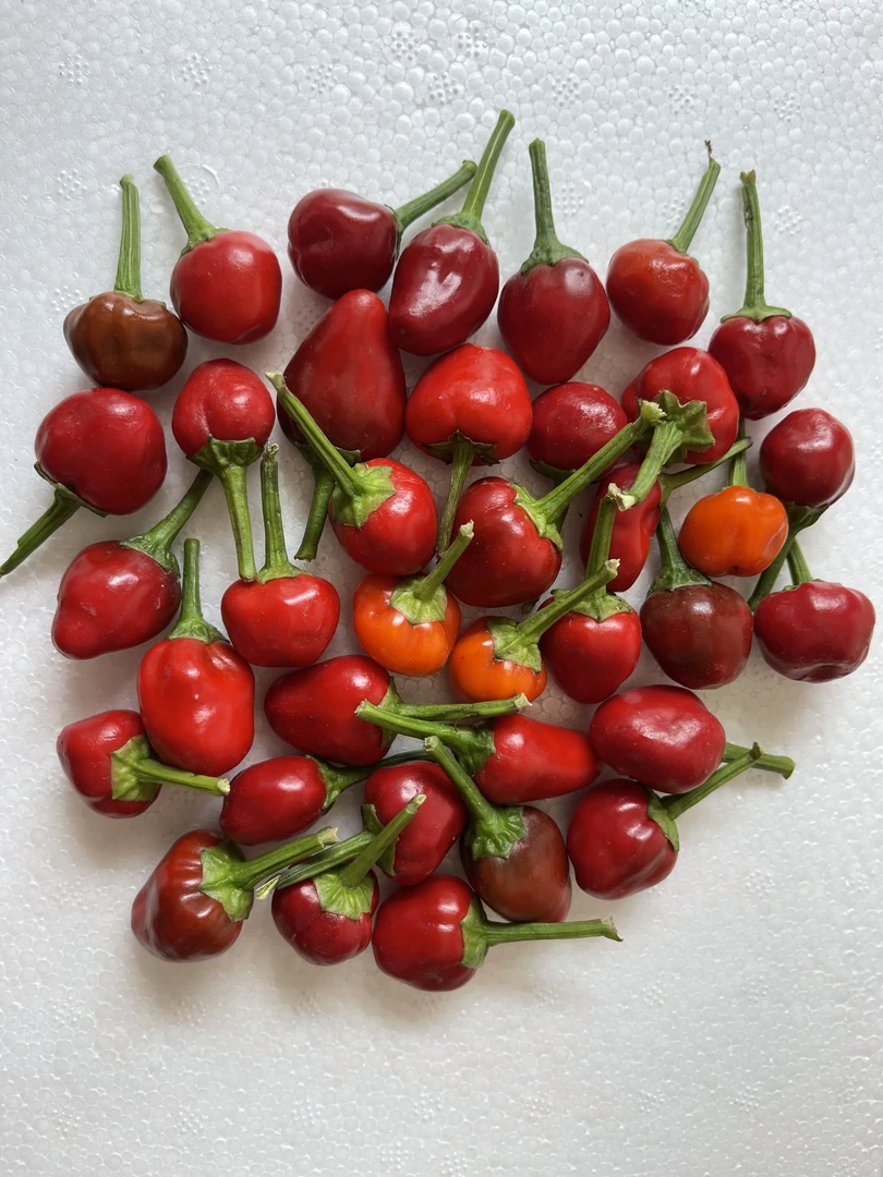 现摘新鲜灯笼椒（小果）草莓椒四川重庆贵州泡椒剁辣椒专用红辣椒