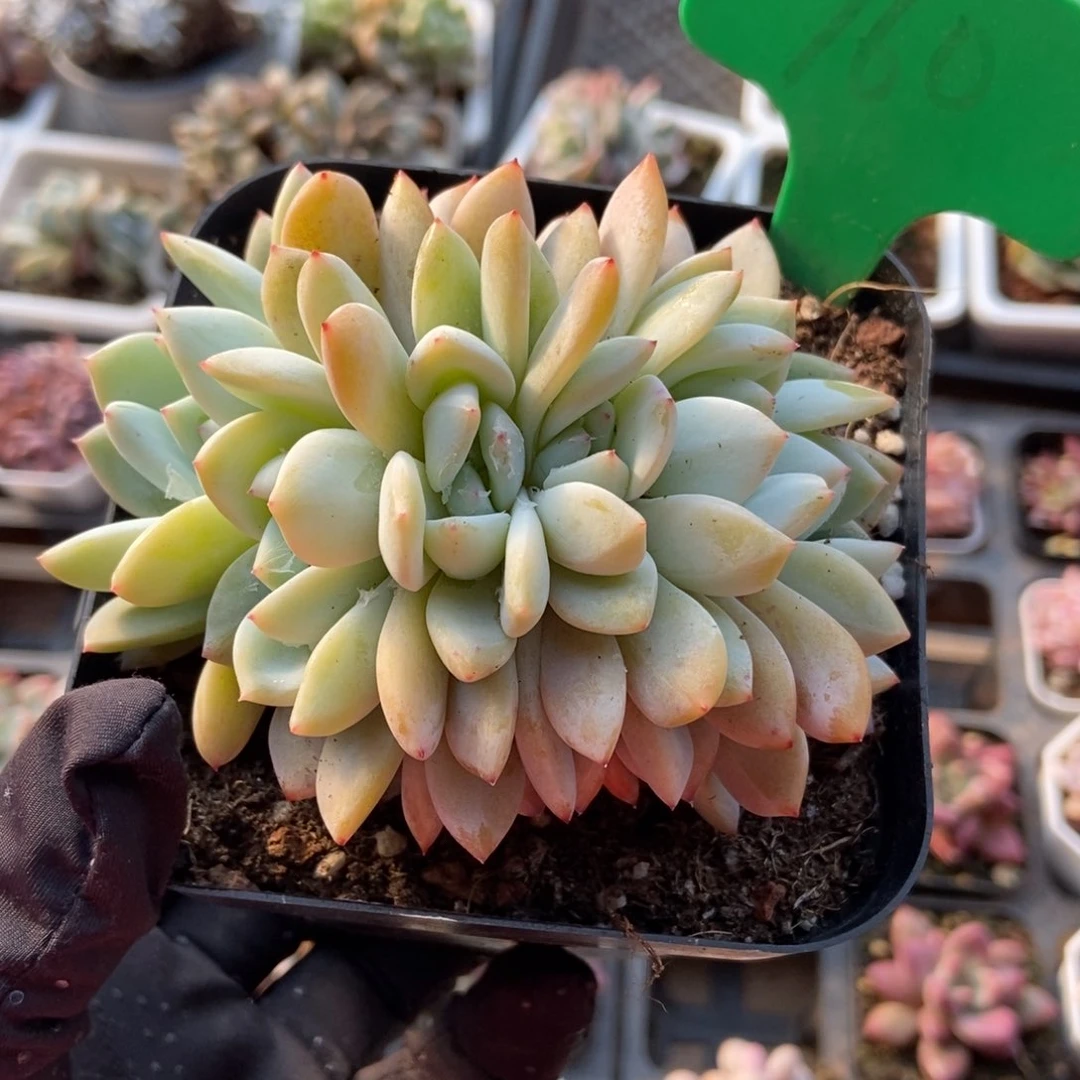 760雪天使多肉植物保护