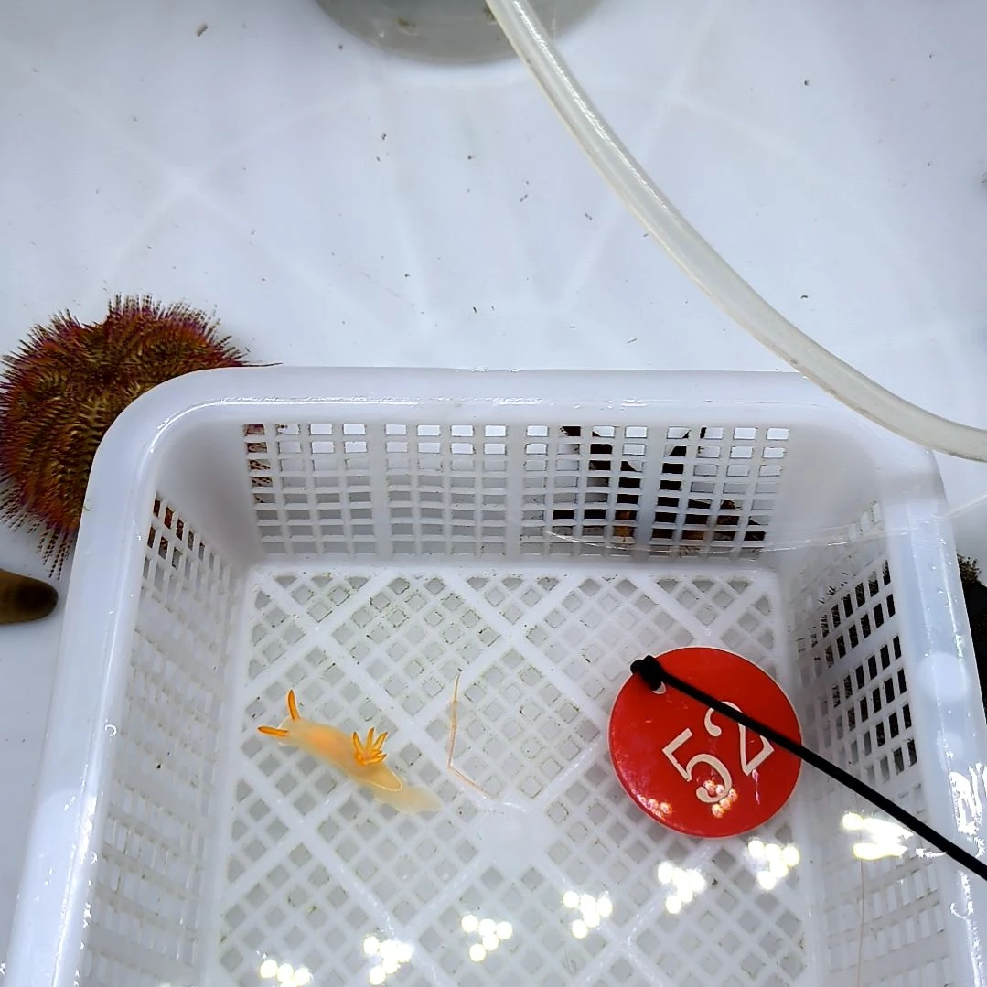 海水鱼薄荷虾大号小号2个/海兔1个/运费50/虾蟹缸52