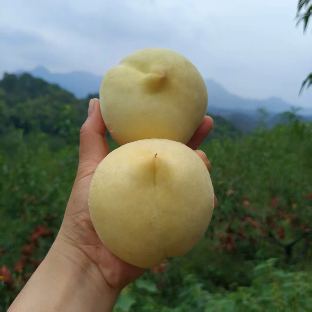 湖南高山大白桃冬桃青翠大蜜桃新鲜现摘肉质白润清脆爽甜美味可口