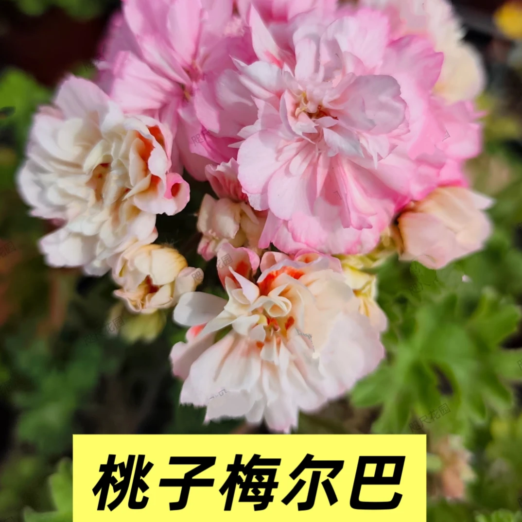 桃子梅尔巴 半兽天竺葵