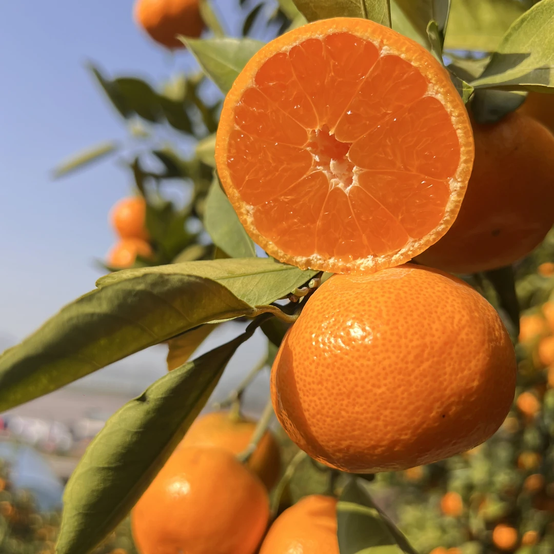 【涌泉蜜桔】正宗涌泉蜜桔现摘先发新鲜采摘