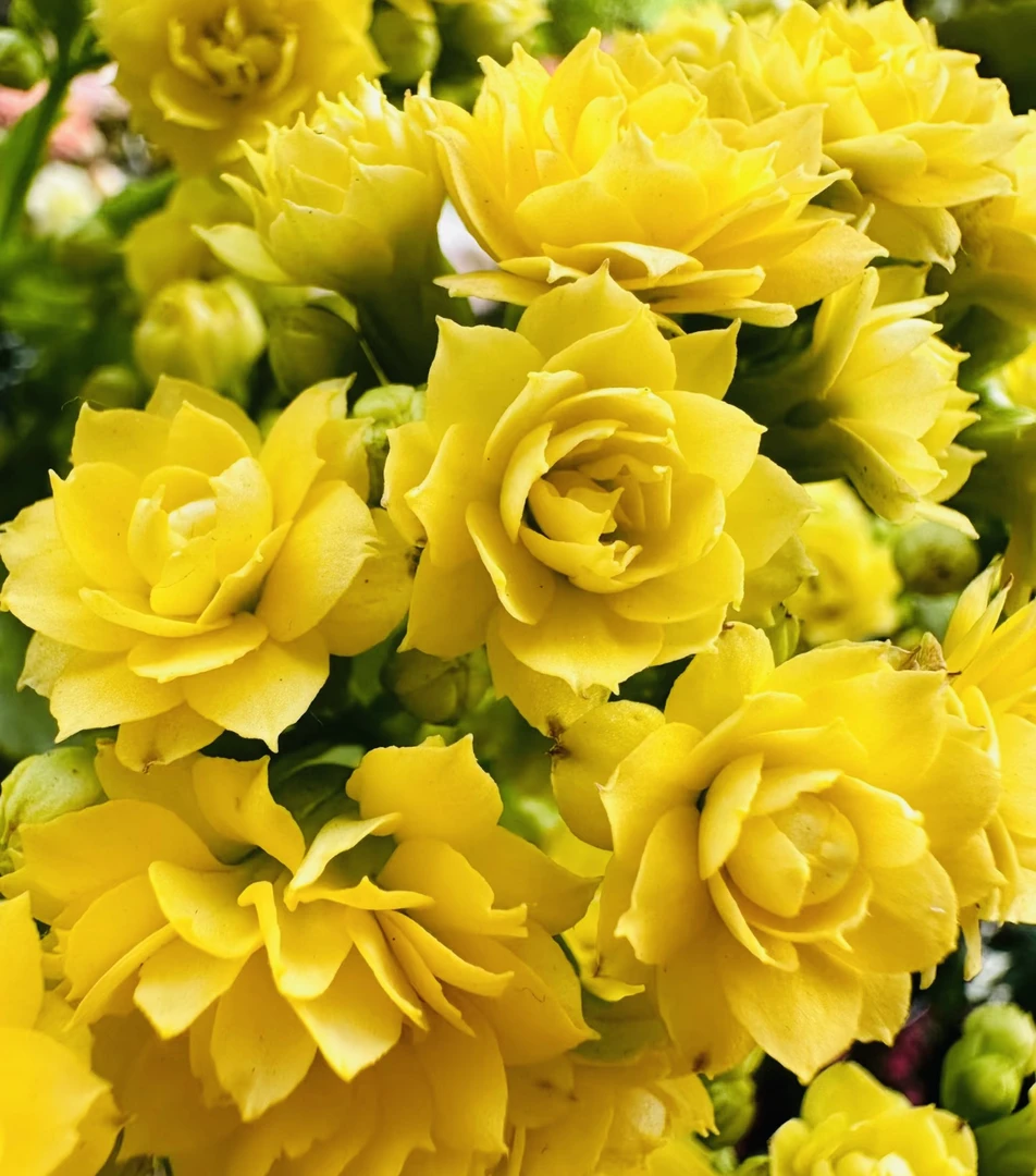 （黄宝石）110盆一代种苗长寿   稀有黄色品种