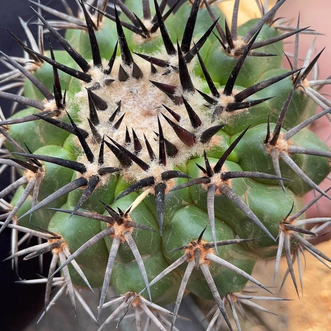 【闪购商品】圆盘6666