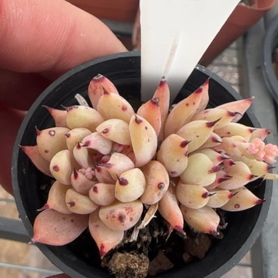 32绿抓一物一拍多肉