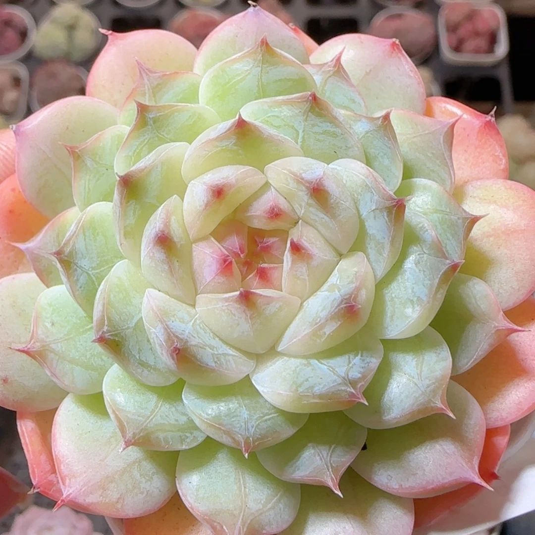 花语多肉1228-158