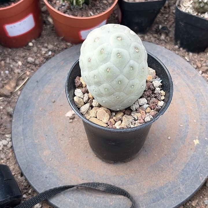 习志野一个．－－－－－－