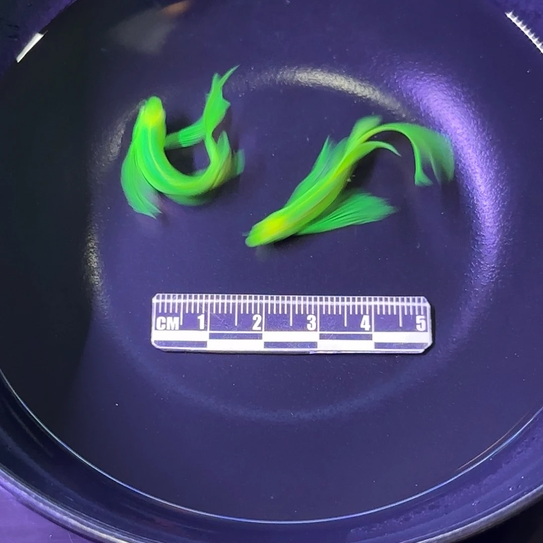 斑马鱼蝶翼斑马种鱼绿2条