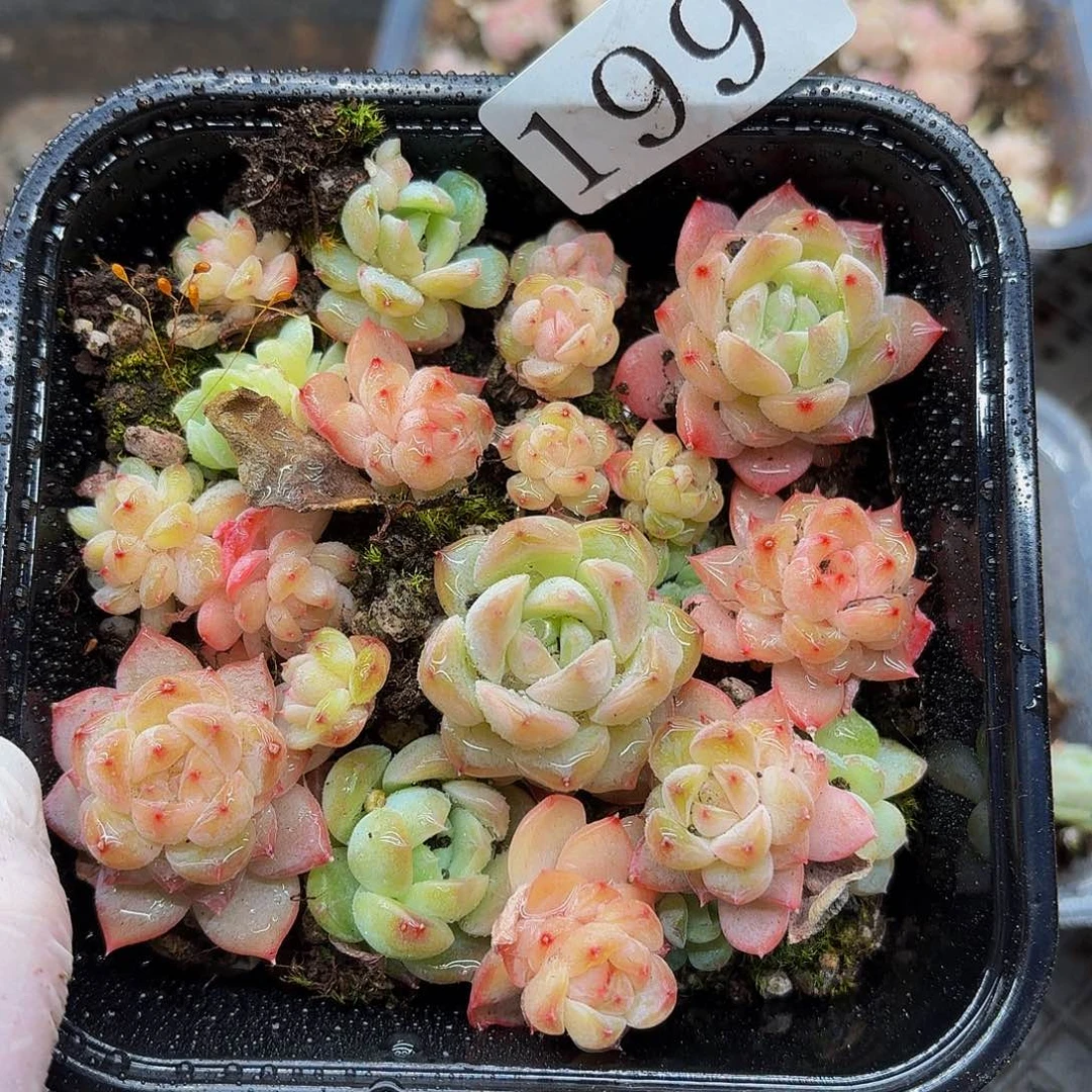 多肉植物多肉植物199