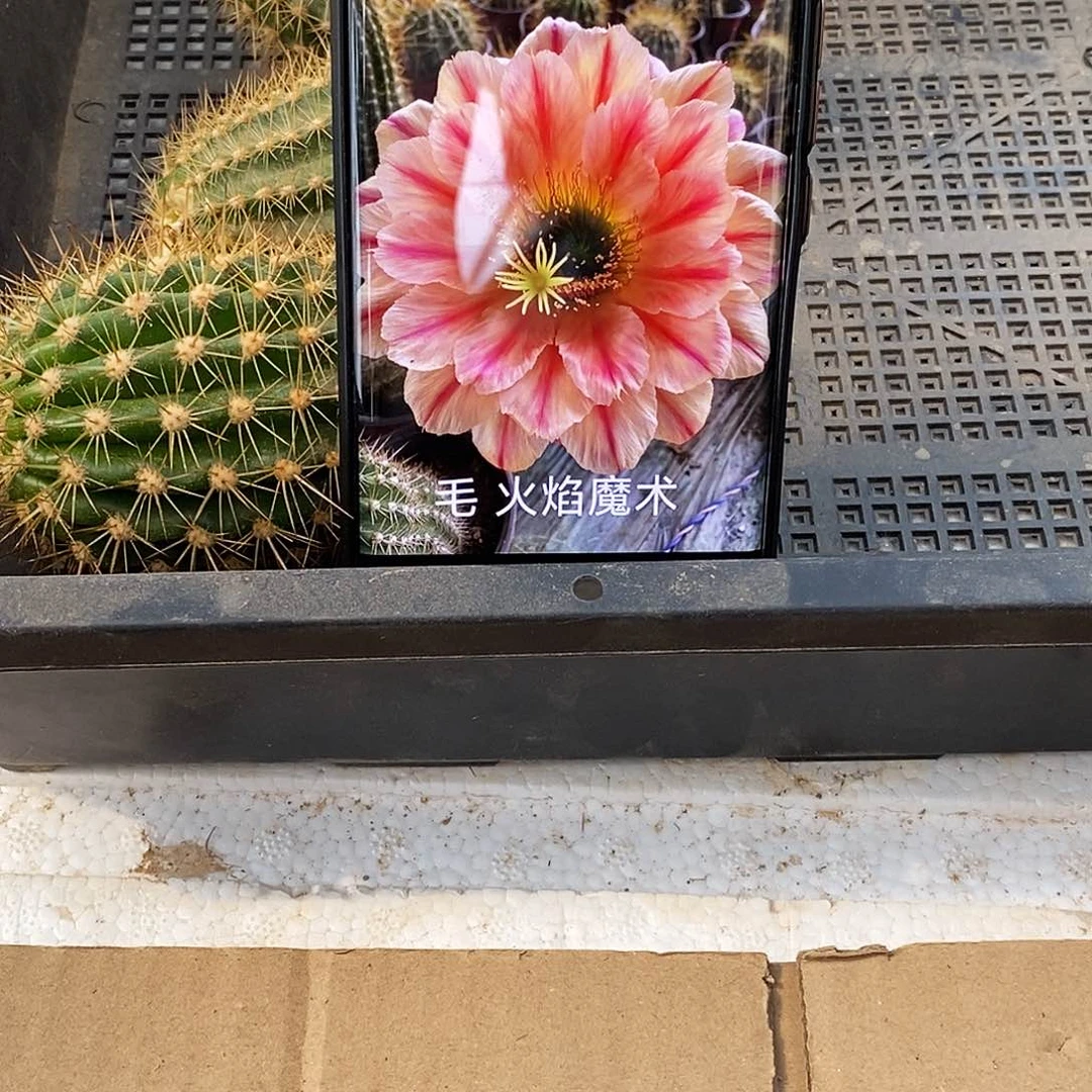 毛 火焰魔术/侧芽歪20包邮/5公分