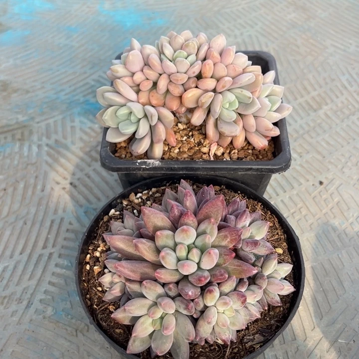 L***5花瓣鹿朵朵缀加红蜻蜓自然群无砍