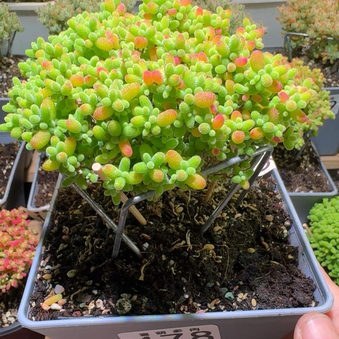 蜜桔糖球枝干番杏478