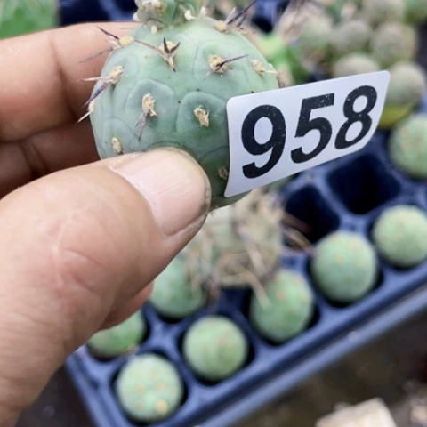 958 习志野一物一图如图无根