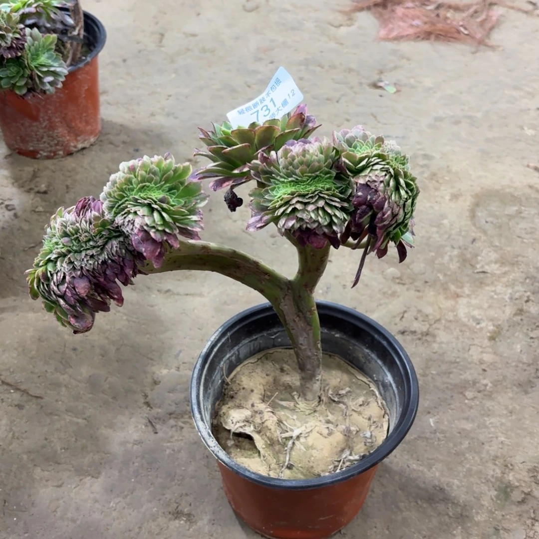 731嘉年华多肉植物法师