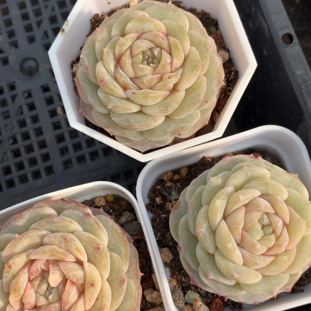 0203-52 粉爱优选一颗