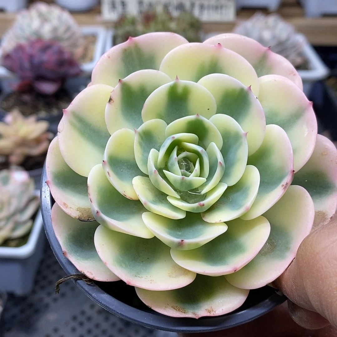 18105 玉蝶锦多肉