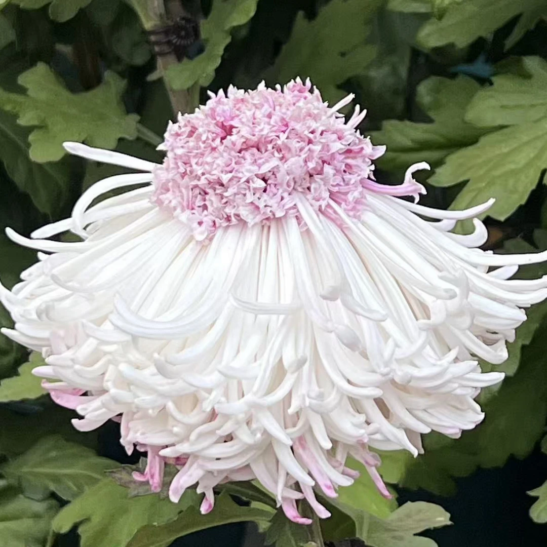【藕粉托桂】稀有大花型九月大菊花品种盆栽好养活 原盆原土包对版
