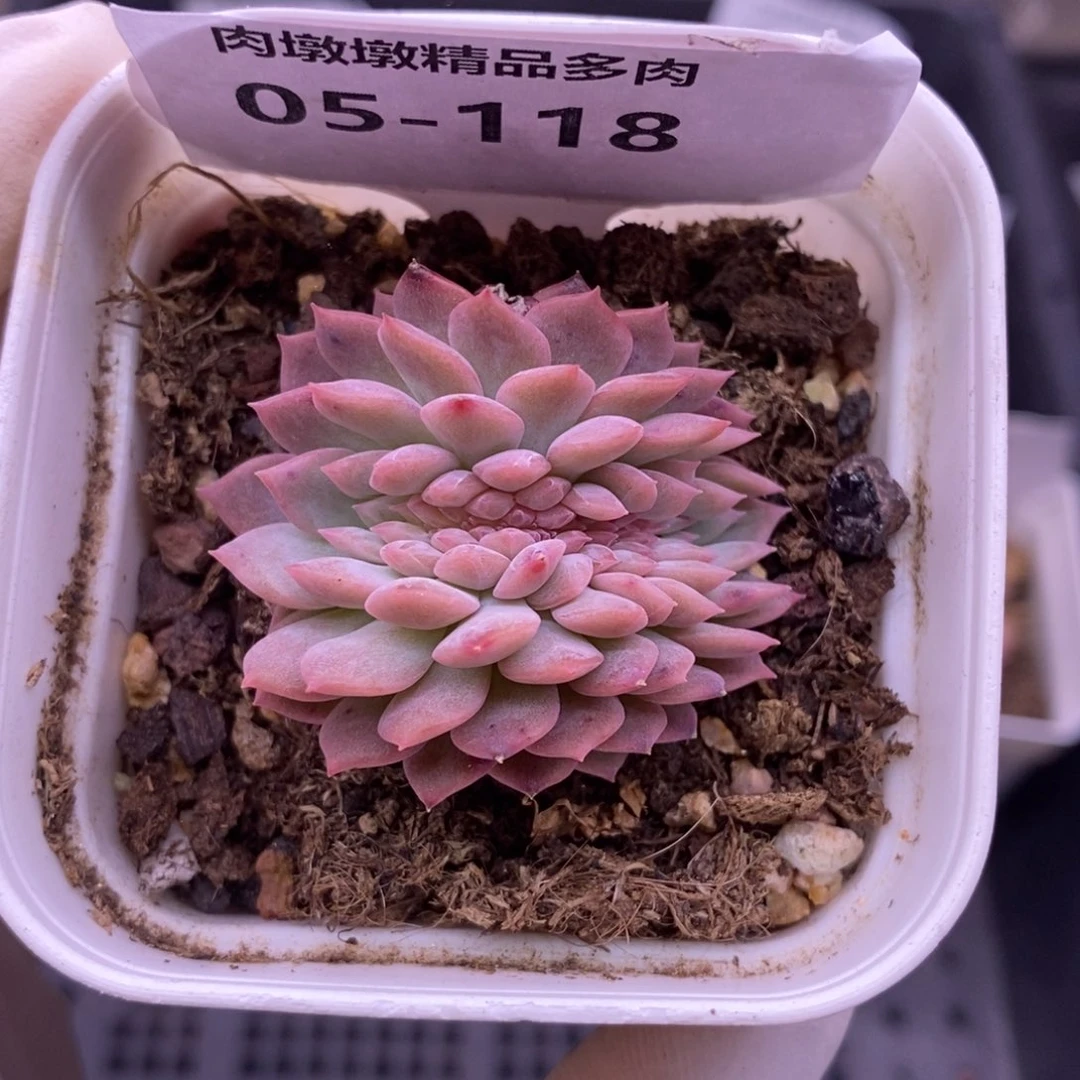 【闪购商品】05-118