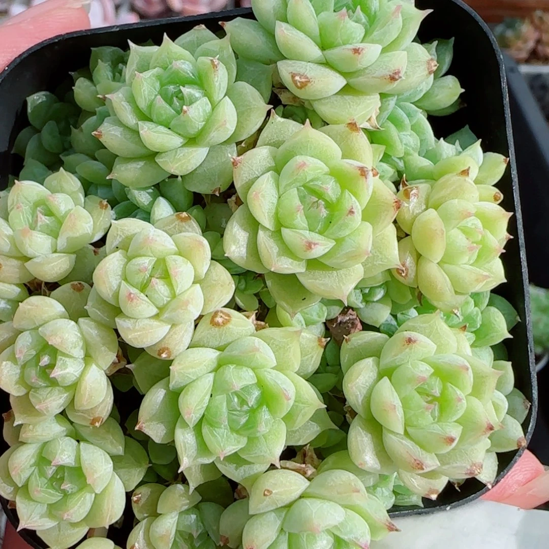 花语逸镜0921-37散
