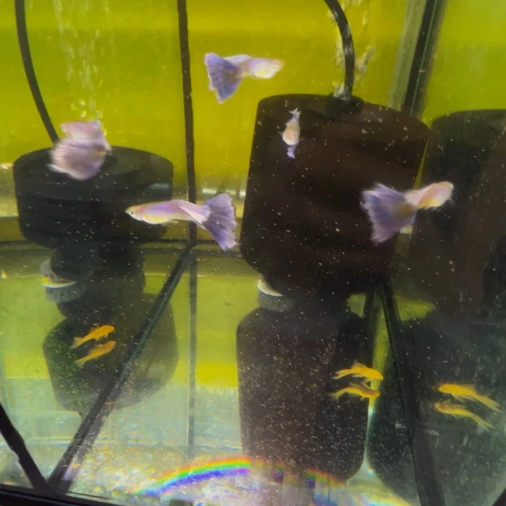 孔雀鱼运费拉住力紫尾一缸