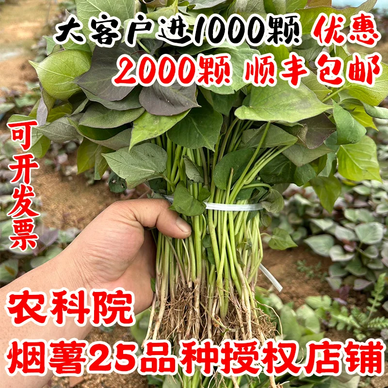 山东烟薯25号红薯苗地瓜苗板栗薯西瓜红薯苗糖心红心蜜薯苗带根发