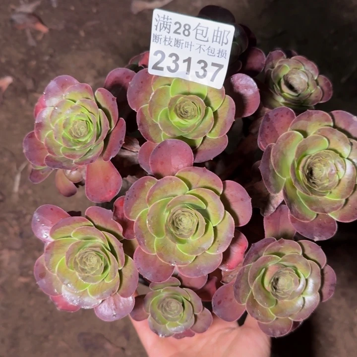 23137魅金玫瑰多肉植物