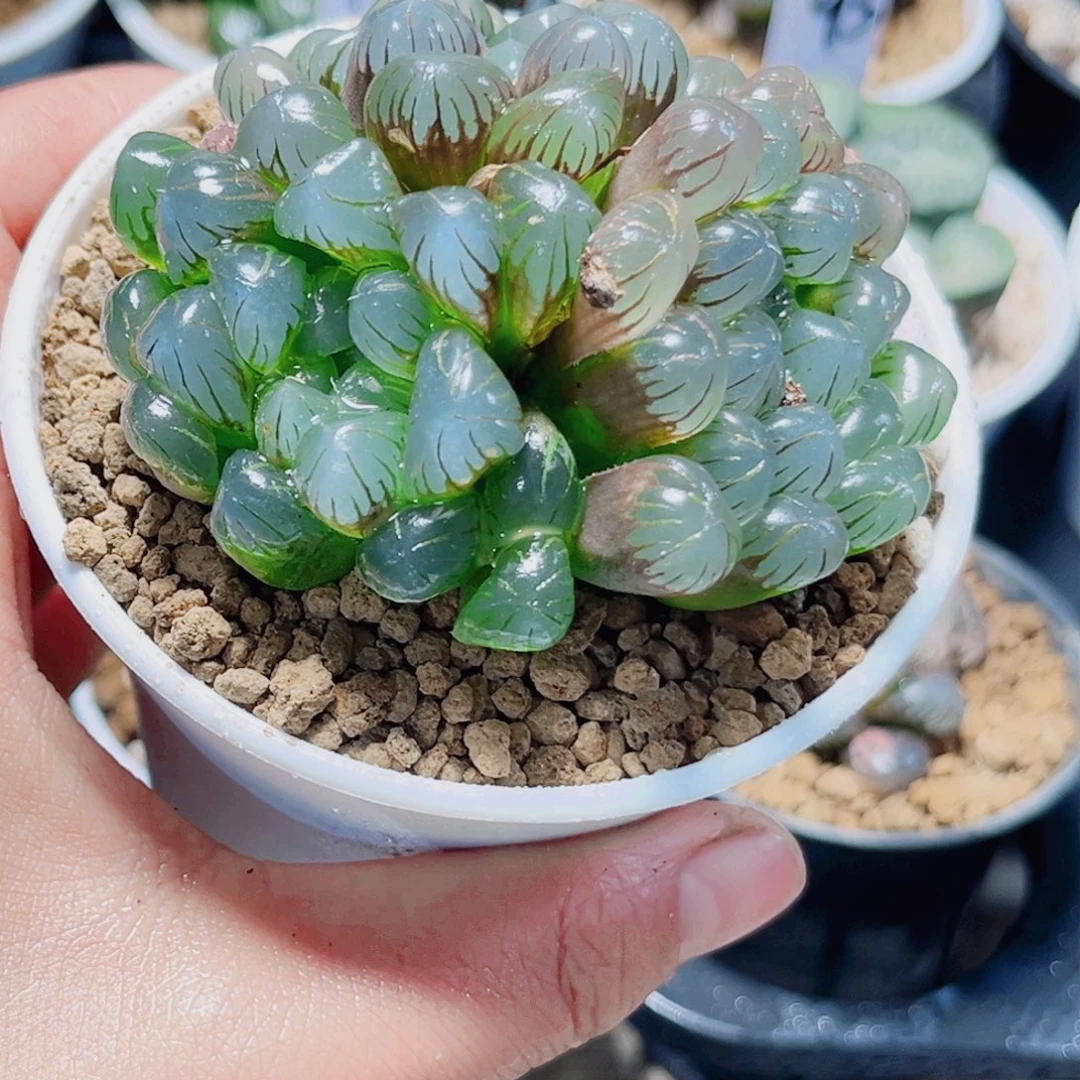 冰灯玉露多头群生多肉植物