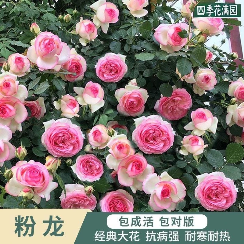 【粉龙】月季花藤本月季盆栽地栽拱门庭院阳台