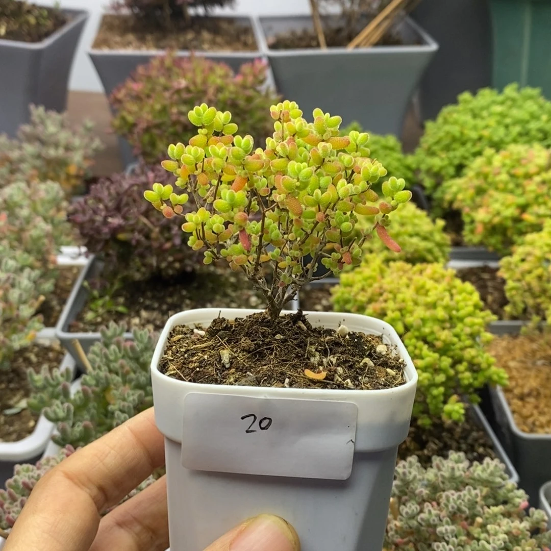 20蜜橘糖球枝干番杏