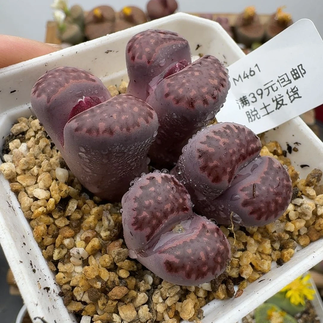 461多肉哈哈哈哈哈哈哈