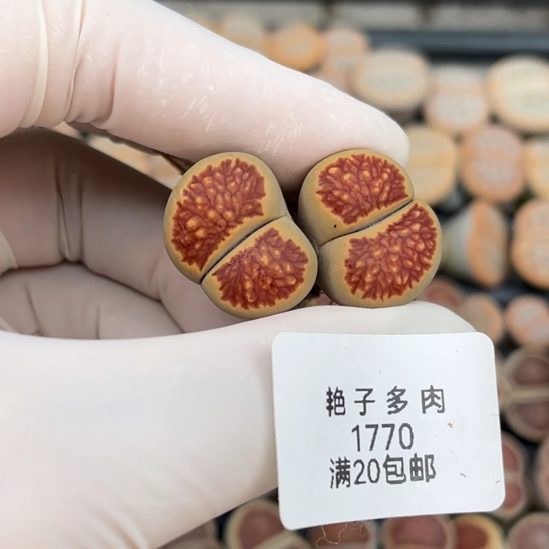 1770号一棵好看的双头菊