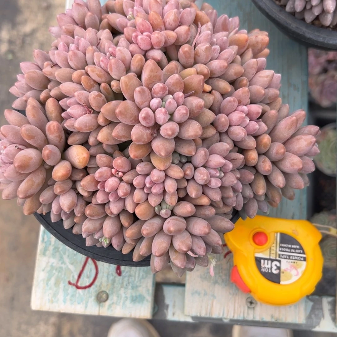 ?****?星黛露多肉植物111---