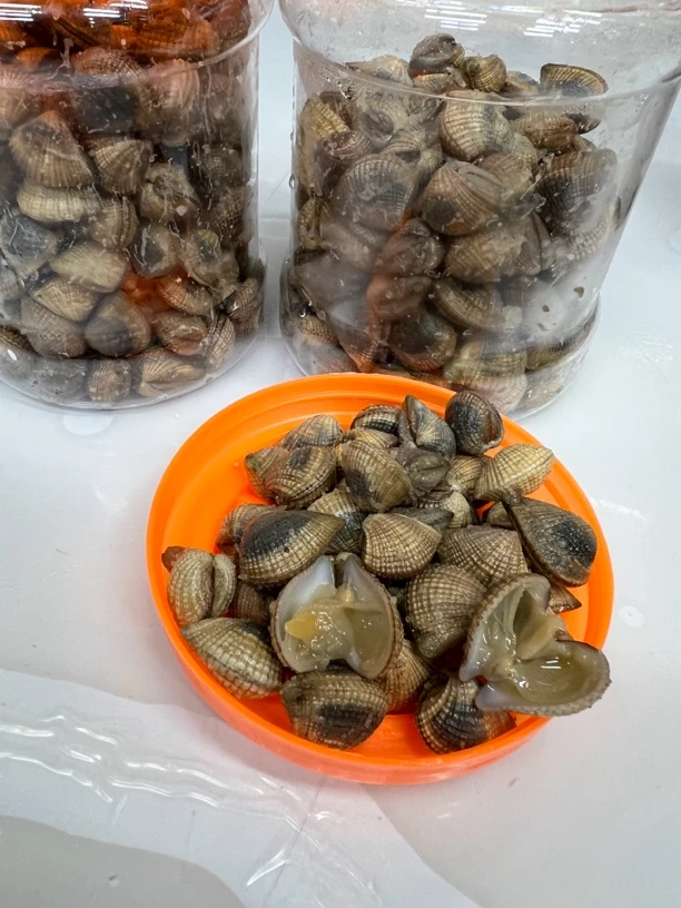 九哈 汕尾海陆丰特产